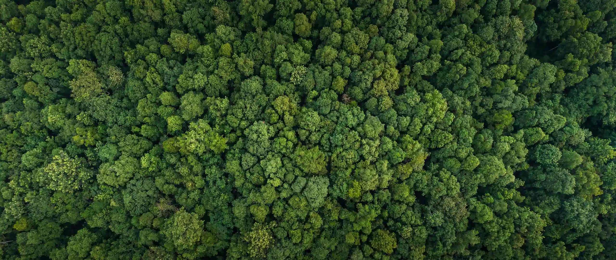 Vogelperspektive eines dichten, grünen Waldes als Symbol für das Engagement von Menelamé im Bereich Umwelt und ökologische Verantwortung.